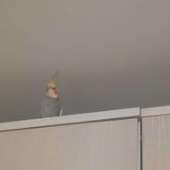 دو عدد عروس هلندی