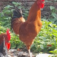 س 3خروس برایه فروش دارم