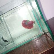 فایتر هافمون