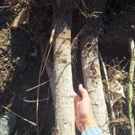 نهال و درخت صنوبر بزرگ