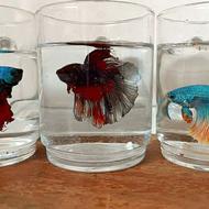 فایتر هالفمون