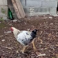 جوجه محلی خروس