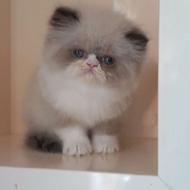 بچه گربه پرشین