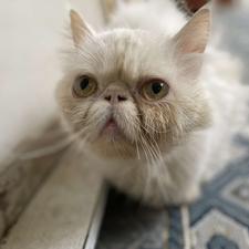 واگذاری گربه پرشین نر