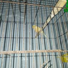 قناری ماده آماده