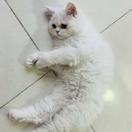 واگذاری گربه پرشین