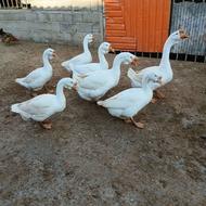 فروش غاز لیندا نر