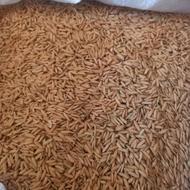 بذر شالی.(تیم بینج)