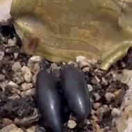 مهره مار اصل برنجی