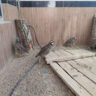 بلدرچین جهت واگذاری