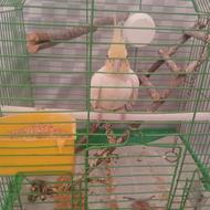 عروس هلندی ماده