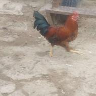 خروس در تصویر می‌بینید