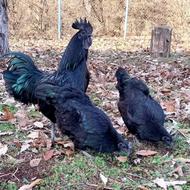 مزرعه جواهر سیاه(جوجه ، نیمچه، خروس سیاه زینتی)