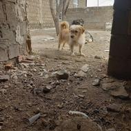 واگذاری بهترین توله بازیگوش و ادم گیر