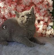 توله بریتیش نرو ماده در تنوع رنگی