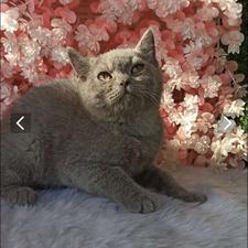 توله بریتیش نرو ماده در تنوع رنگی