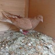 زرد ماده تمام عیار