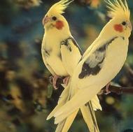 خریدار پرنده شما هستم در منزل