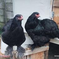 تخم برهما بلک خالص