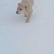 واگذاری سگ توله پژدر