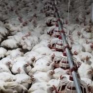 کارگر مرغداری