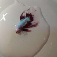 ماهی فایتر همه رنگ کاکسیونی وارداتی