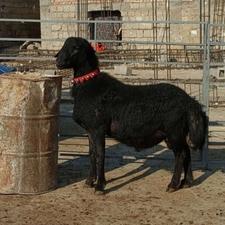 بره قوچ موفر اصل 12 ماهه