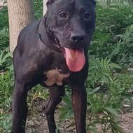 واگذاری پیتبول نر20ماهِ