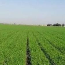 فروش زمین کشاورزی