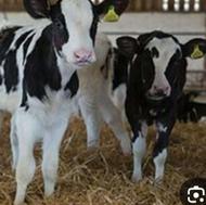 گوساله قطعه شیر