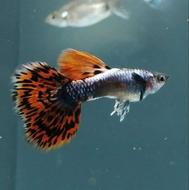 ماهی گوپی تایگر و بیگ ایر