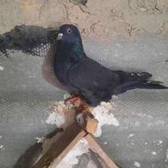 فروش کبوتر خانگی