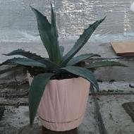 گل های زینتی و آپارتمانی