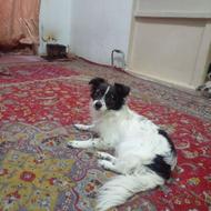 واگذاری سگ اشپیتزه ماده