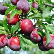 هرس درختان میوه