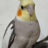 عروس هلندی نر سخنگو