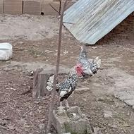 مرغ مینیاتوری(سبرایت)