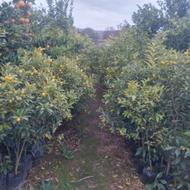 فروش کامکوات