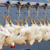 غذای سگ و گربه اسکلت مرغ تلفات تازه