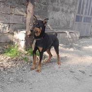  واگذاری توله دوبرمن