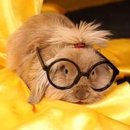 فروش خرگوش لوپ اصیل وبالغ