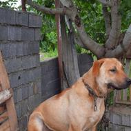 واگذاری سگ سرابی میکس پیتبول