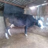 گاو داشتی شیری