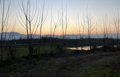 زمین هکتاری باغی