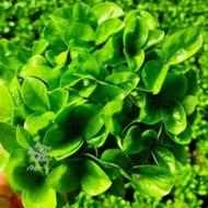 سبزه نارنج 1405