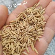 بذر شالی پرمحصول (تیم بینج)