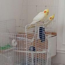 عروس هلندی خوشکل