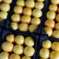 خریدار پرتقال محلی ونارنج