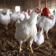 مرغ اکبرجوجه ای