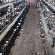 مرغ تخمگذار زنده